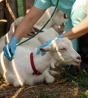 EMERGENCY CARE